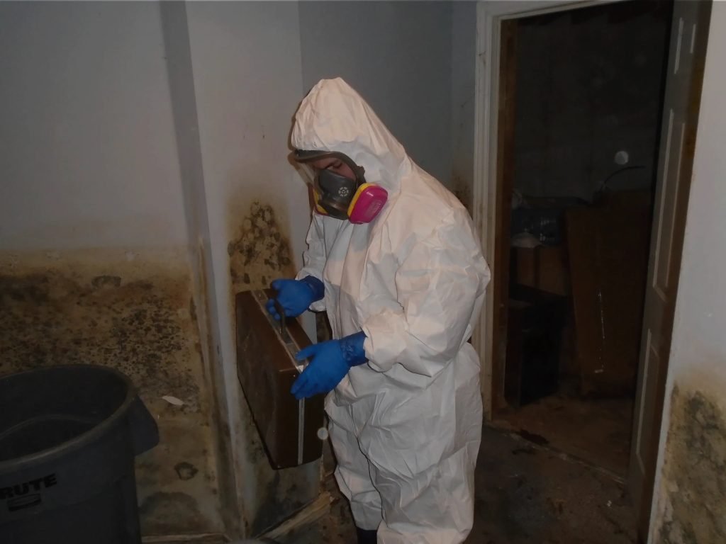 protective equipment for mold removal